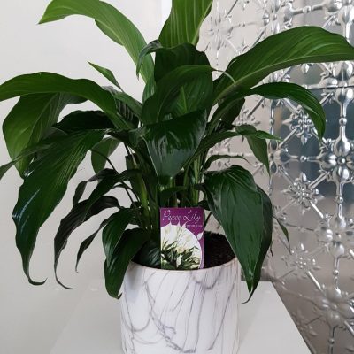 A peace lily in a ceramic marble look vessel