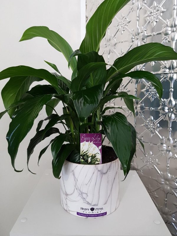 A peace lily in a ceramic marble look vessel