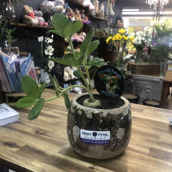 A ceramic vase with a green plant